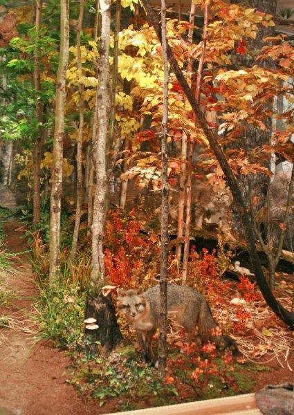 Gray Fox at Ecology Hall