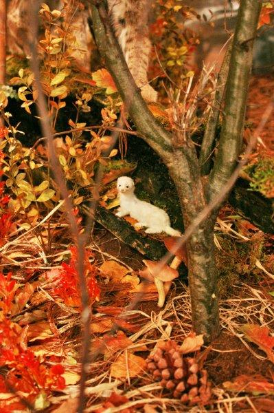 Short-tailed Weasel at Ecology Hall