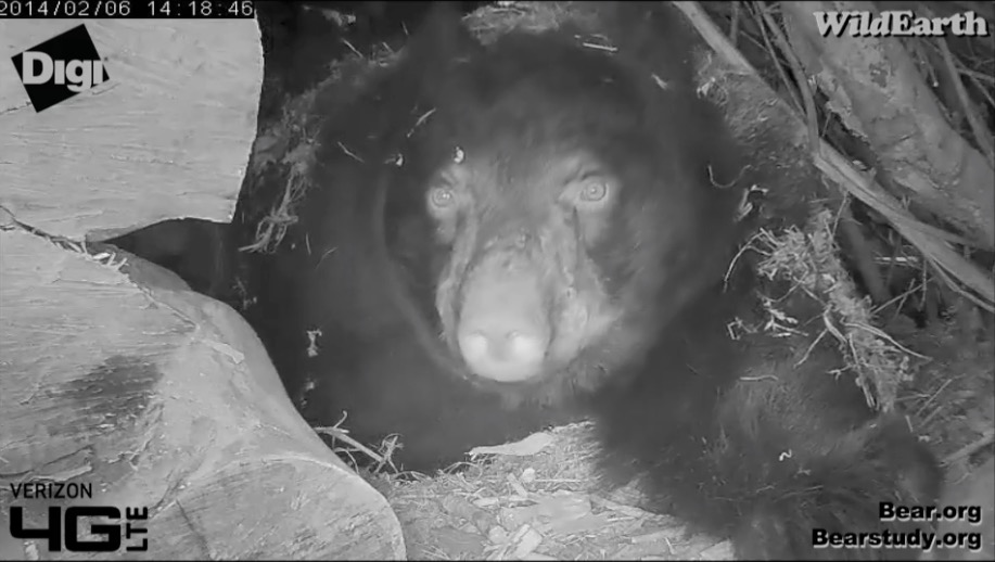 Juliet - February 6, 2014