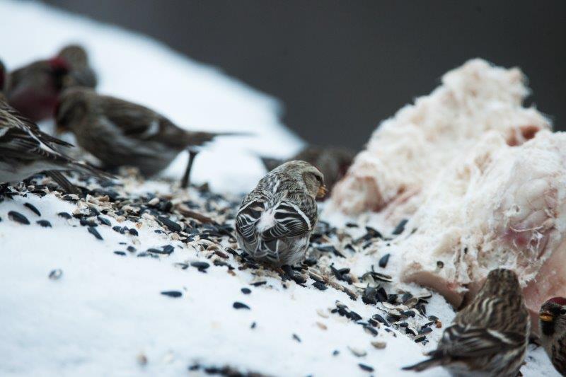 Hoary Redpoll