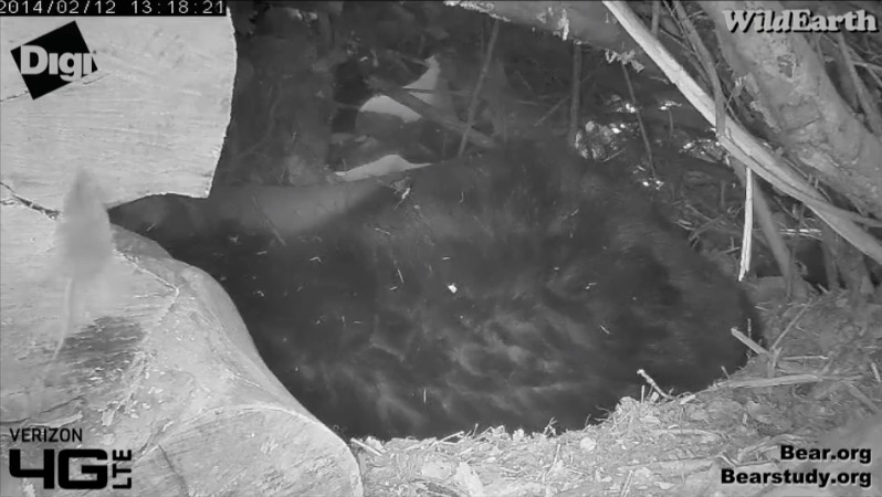 Deer Mouse in Juliet's Den - January 12, 2014