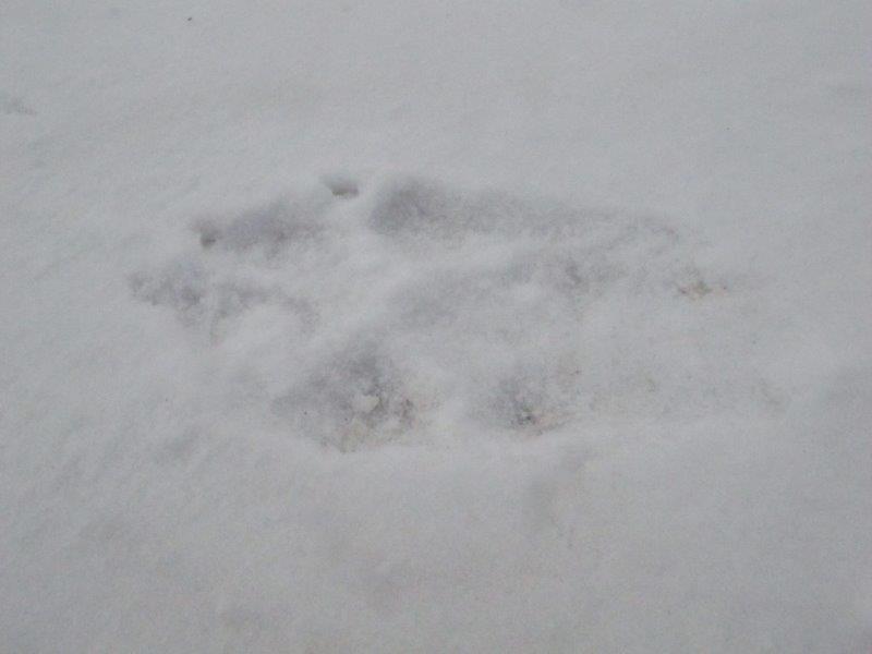 Wolf Track
