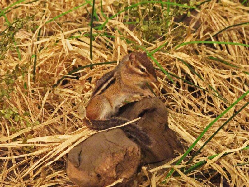 Eastern Chipmunk