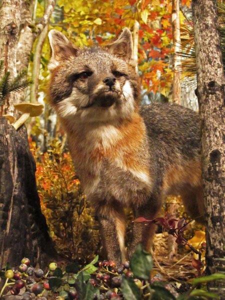 Gray Fox