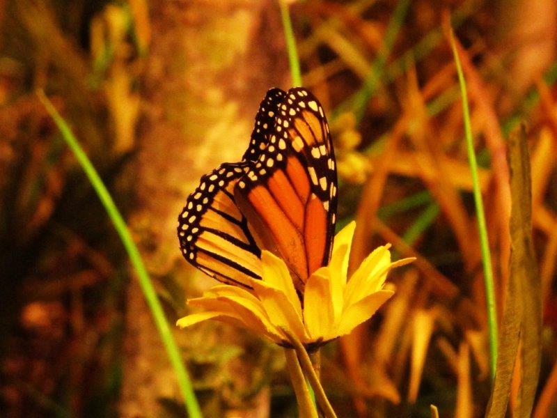Monarch Butterfly