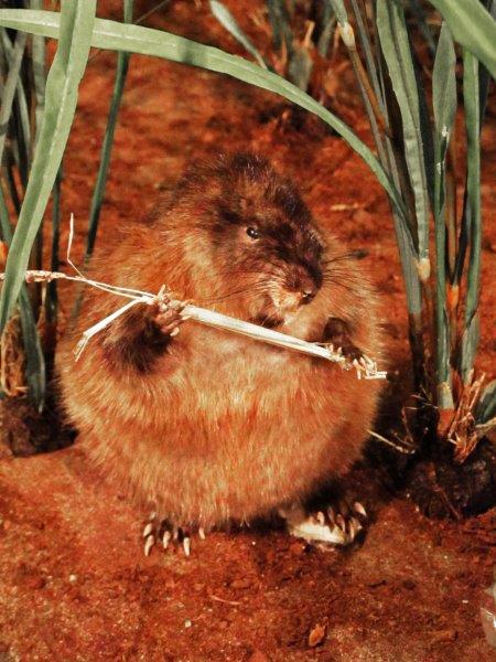Muskrat