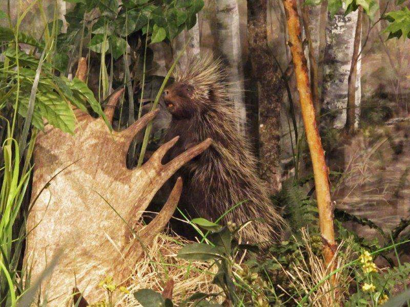 Porcupine