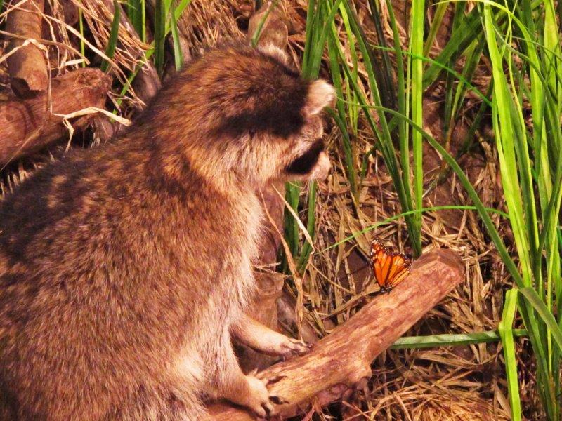 Raccoon