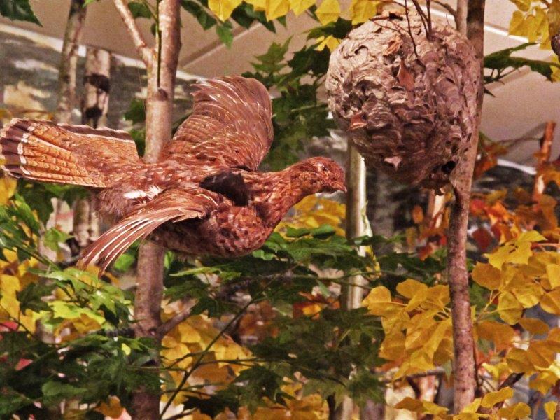 Ruffed Grouse
