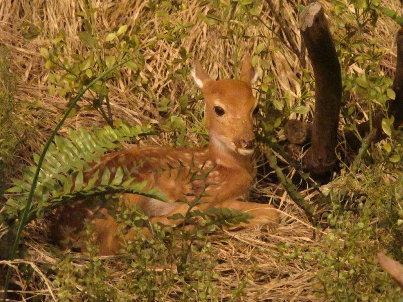 Fawn