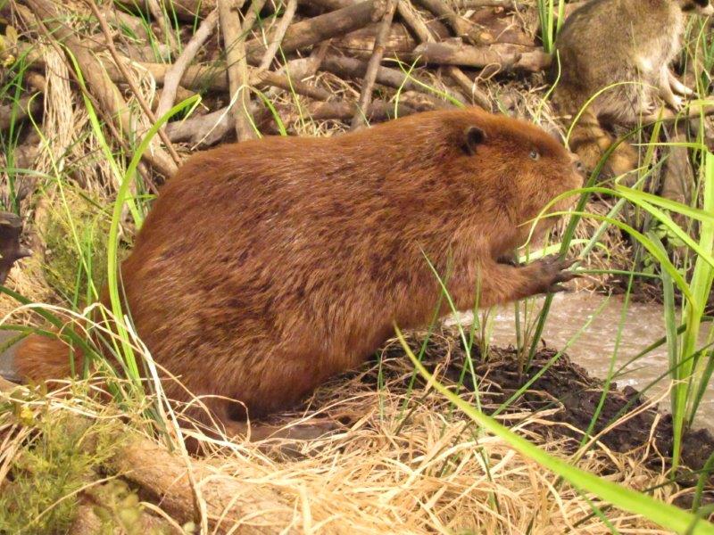 Muskrat