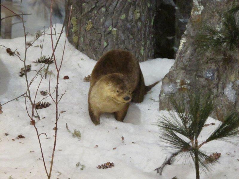 Otter