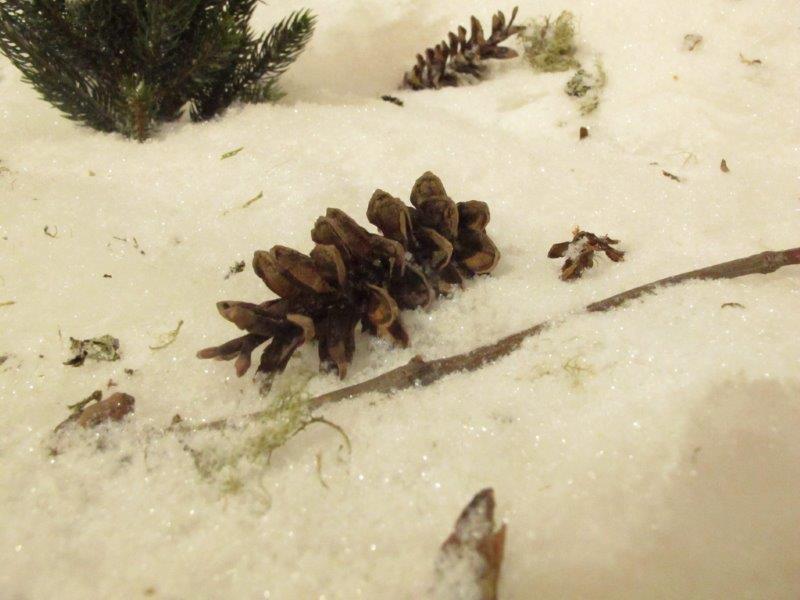 Pinecone in snow
