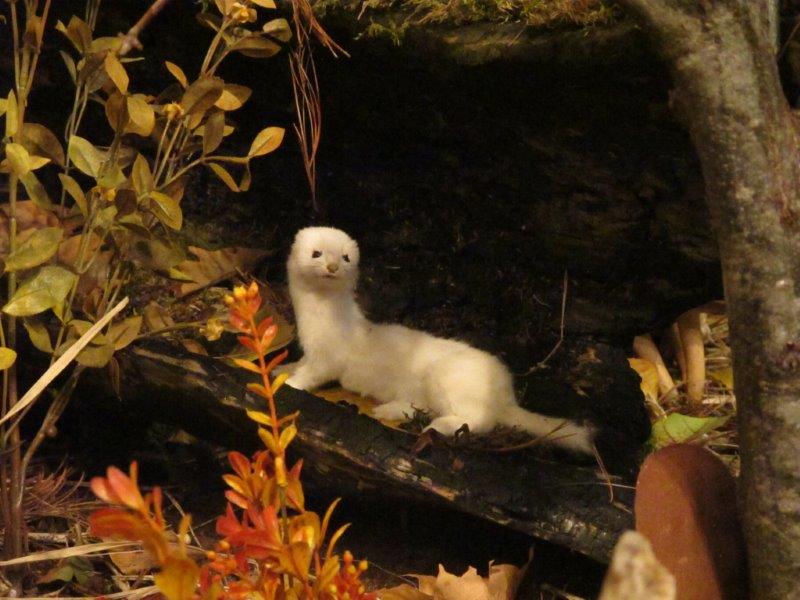 Short-tailed weasel