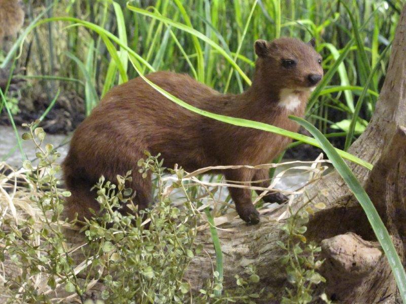 Mink at the Ecology Hall