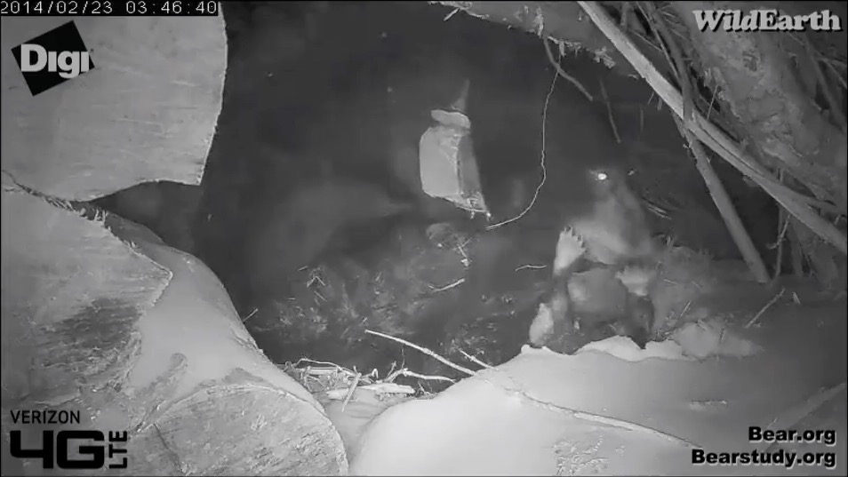Juliet's cub takes a tumble - 2014