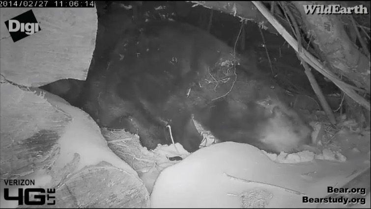 Juliet eating snow - Jan. 27, 2014