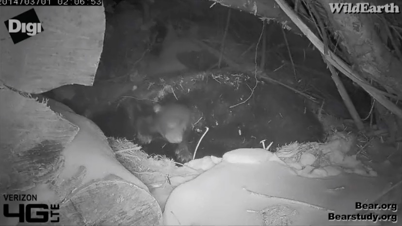 Juliet's Cub - March 1, 2014