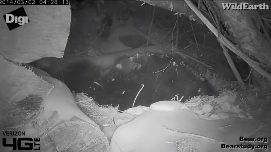 Juliet's cub - March 2, 2014