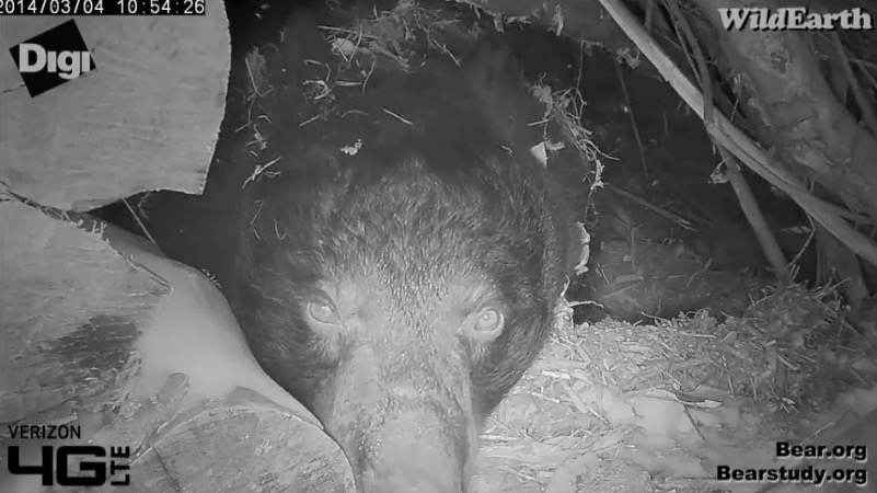 Juliet - March 4, 2014