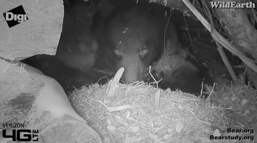 Juliet - March 5, 2014