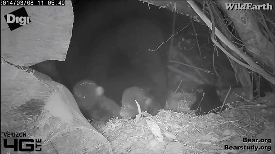 Juliet's cubs - March 8, 2014