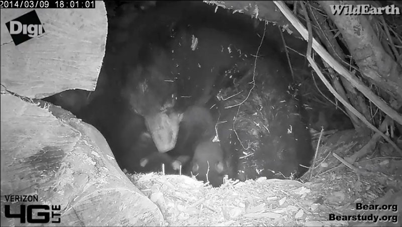 Contented cubs nursing