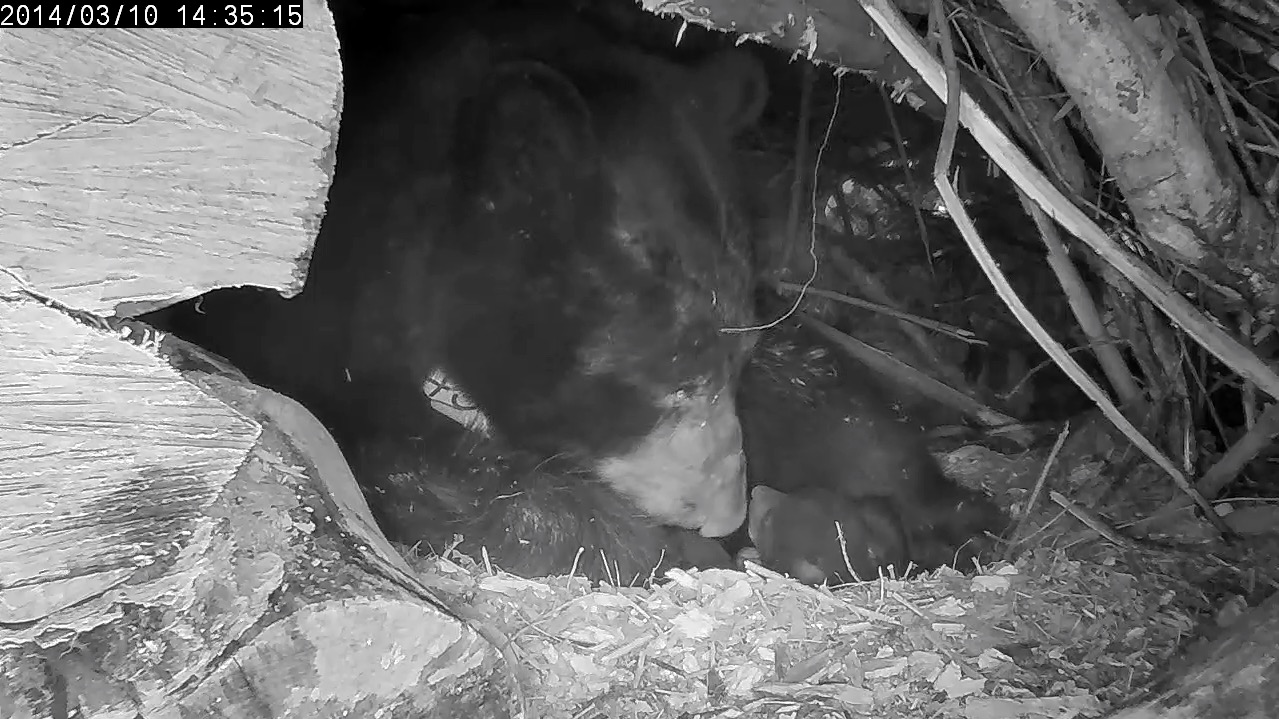 Juliet and cub - March 10, 2014
