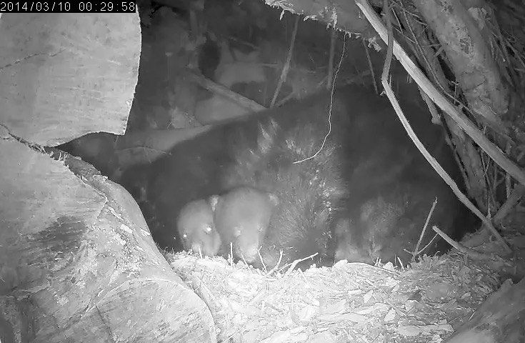 Juliet's cubs - March 10, 2014