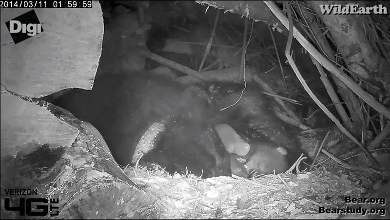 3 sleeping cubs - March 11, 2014