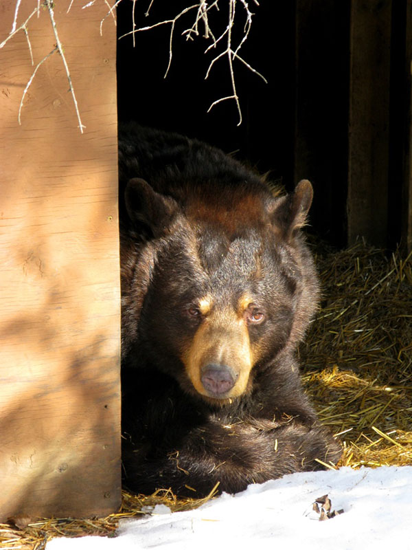 Honey in her den
