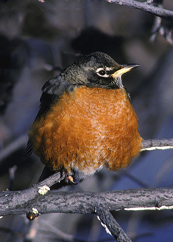 Robin - WRI File Photo