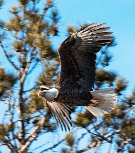 Bald Eagle flying