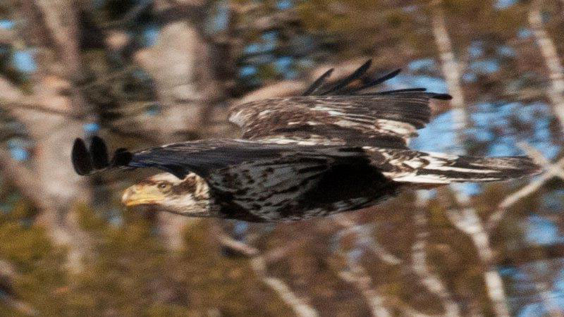 Juvenile Bald Eagle