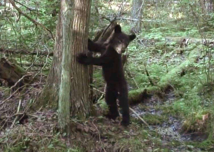 Bud, feeling safer at a tree - 6-22-2007