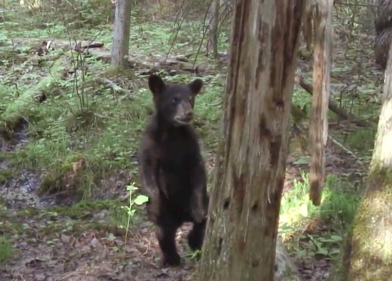 Bud eyeing the burl - 6-22-07