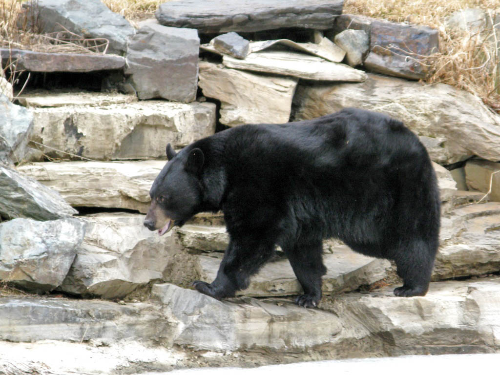 Lucky near the waterfalls