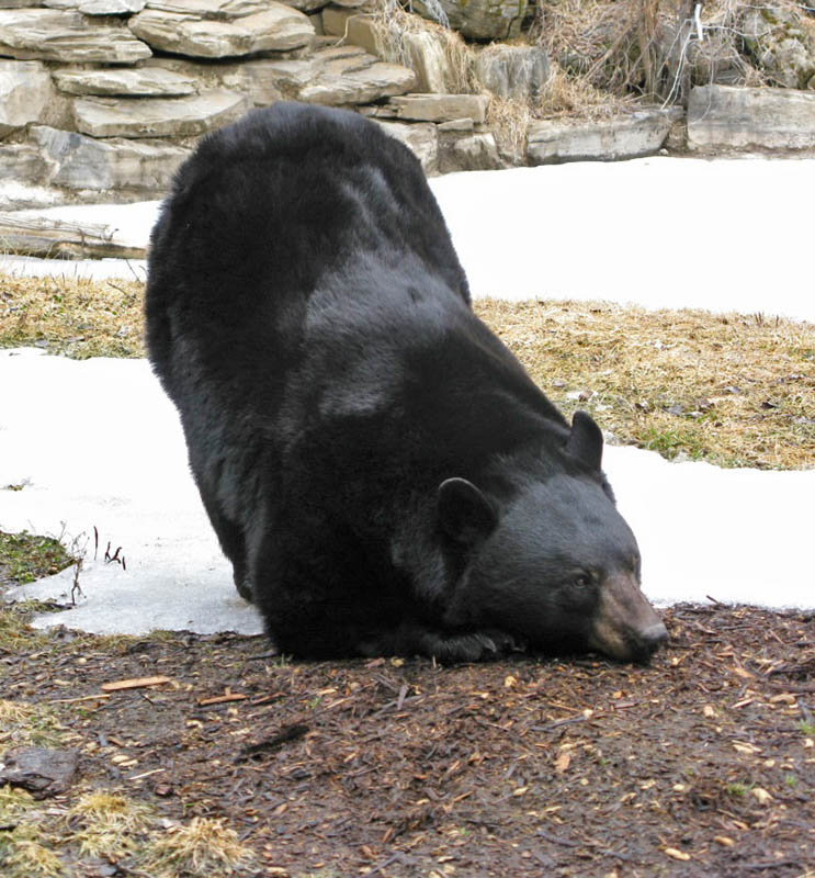 Lucky with cedar chips