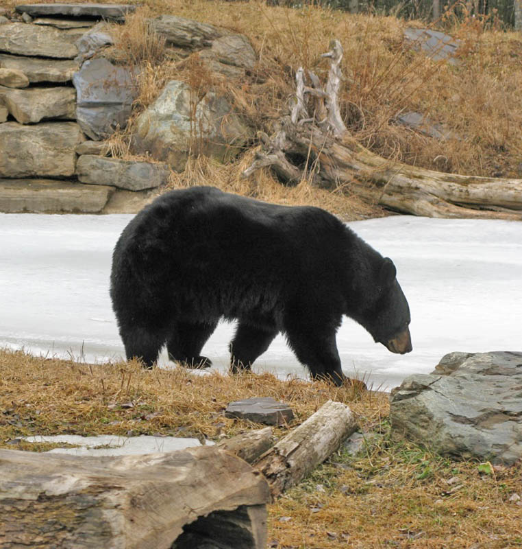 Lucky breaks ice for a drink