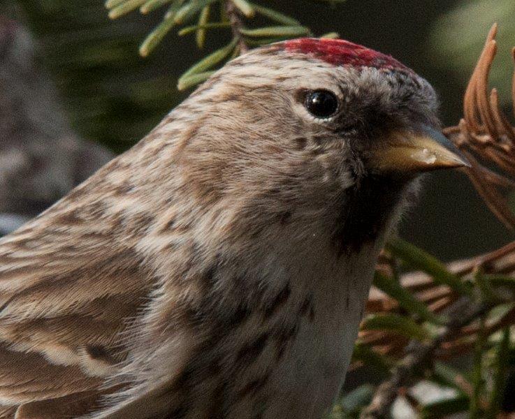 Common Redpoll