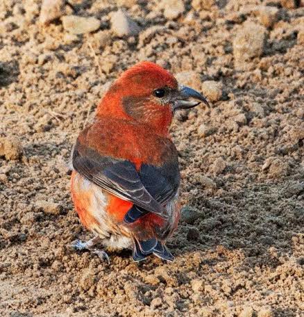 Red Crossbill Male