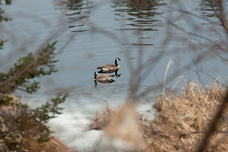 Canada Geese swimming