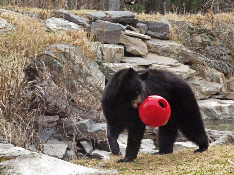 Holly with the red ball