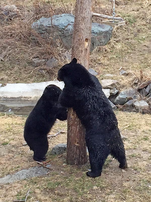 Lucky and Holly play