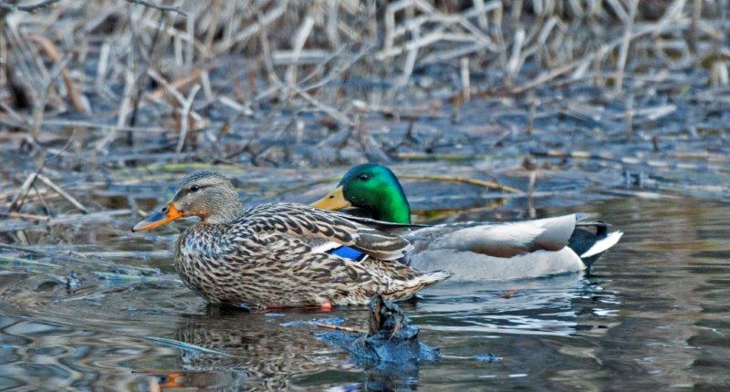 Mallard Pair