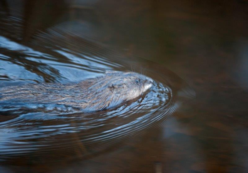 Muskrat