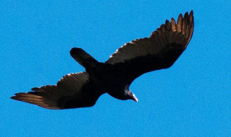 Turkey Vulture