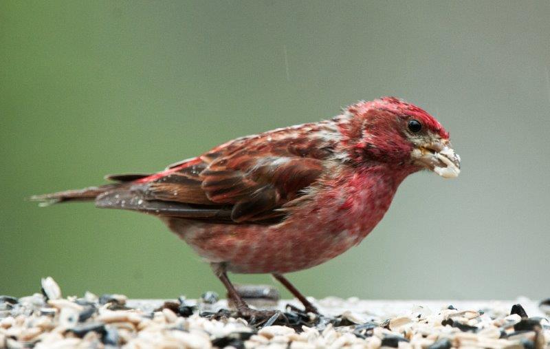 Male Purple Finch