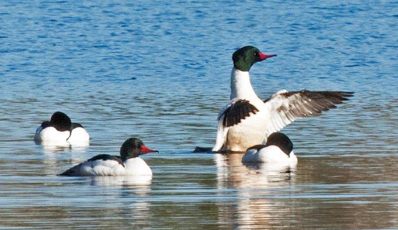 Common Merganser Males