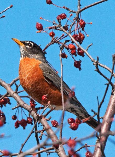 Robin in crabapple tree